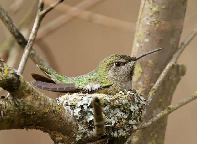 An Anna's Hummingbird sitting on a nest