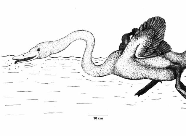 Illustration of extinct swan Annakacygna paddling and feeding in water