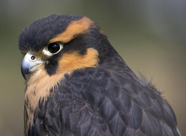 Close up view of Aplomado Falcon, dark plumage with light orange horizontal stripes above and below the eye, and short sharp beak. 