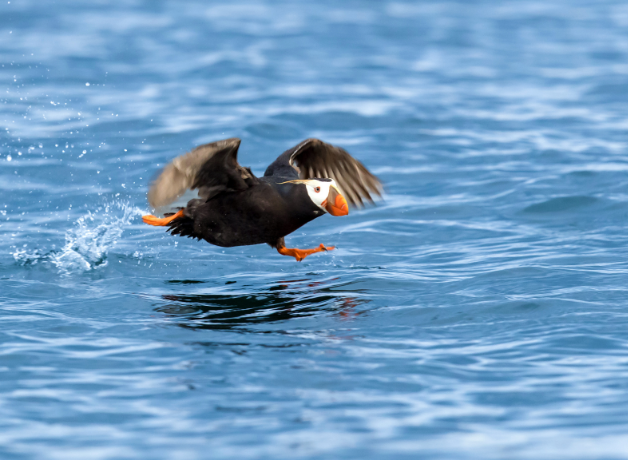 A Tufted Puffin taking off in flight, still close enough to the ocean's surface to kick up water with his feet.