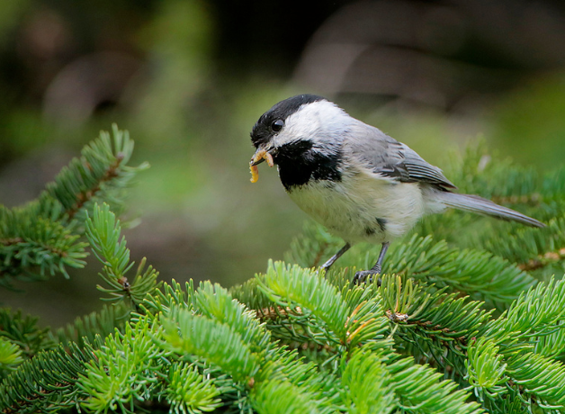 Black-capped Chickadee stands on tree limb with worm in his beak