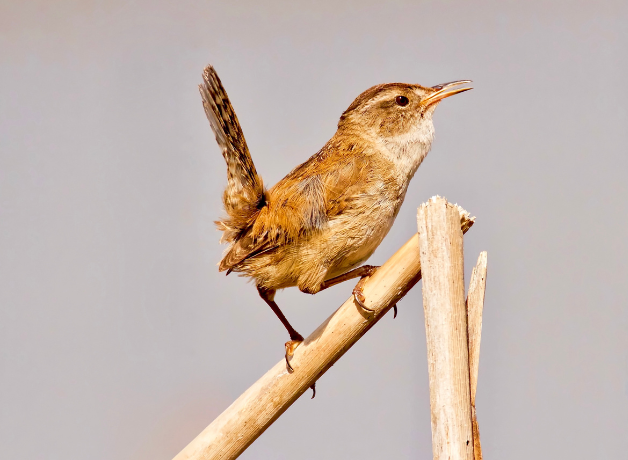 Marsh Wren stands on tree branch