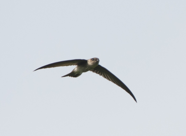A Himalayan Swiftlet with long, pointed wings spread in flight, seen from a distance