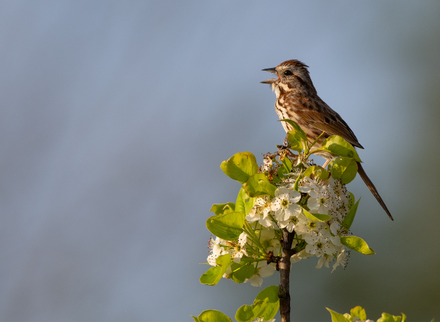 A Song Sparrow singing from a flowery branch against a blue background.