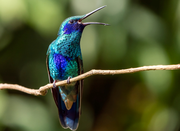 Sparkling Violetear stands on thin tree branch