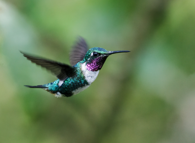 A White-bellied Woodstar hummingbird flying against a green background.