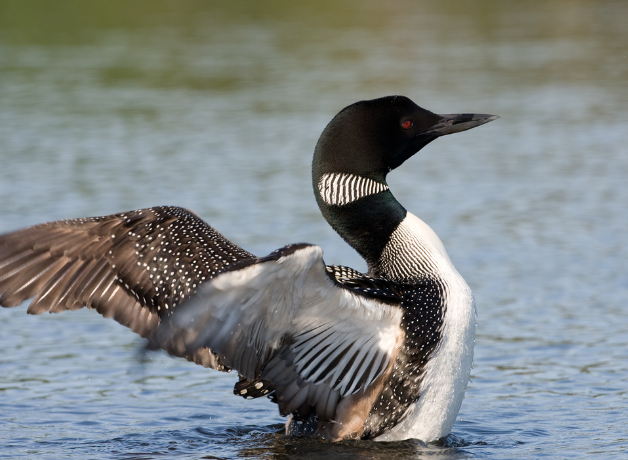 A Common Loon in the water rears up with neck arched up and wings spread