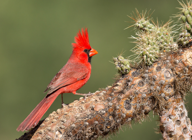 A bright red male Northern Cardinal with his crest flared out perches on a cactus