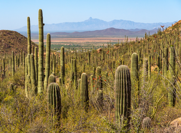 Cacti at Saguaro National Park