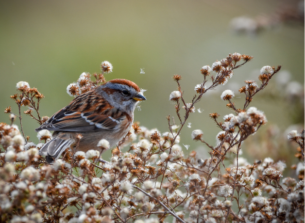 An American Tree Sparrow surrounded by downy seed heads against a green background.
