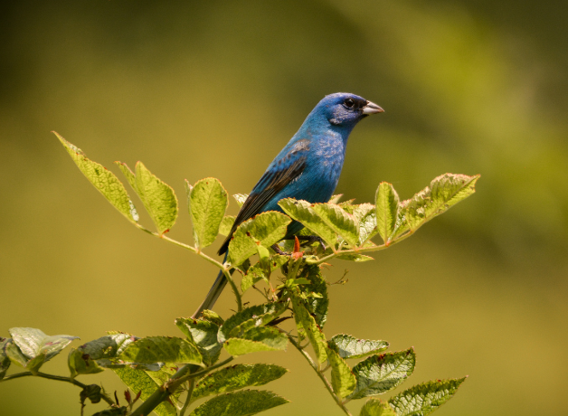 A male Indigo Bunting with blue feathers perches on top of a shrub in bright sunlight