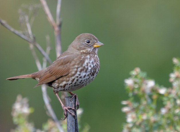 A Fox Sparrow perched on a twig against a green background.