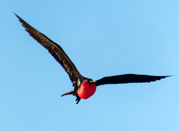 A Magnificent Frigatebird flying across a blue sky.