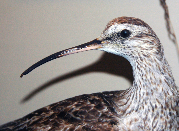 A closeup of a Northern Curlew 