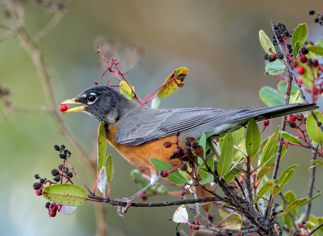 American Robin stands on branch holding red berry in its beak