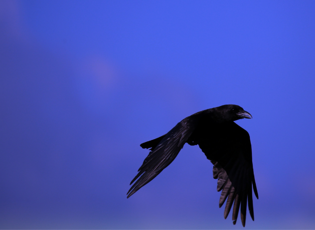 American Crow in flight against a blue background