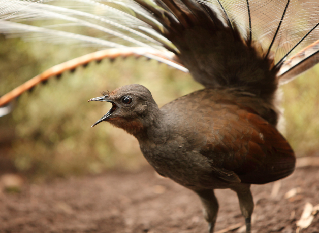 A Superb Lyrebird with beak open and tail spread and outstretched over the bird's body