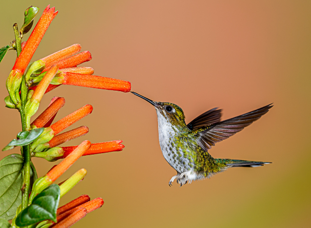 Female-Booted Racket-tail hovers with beak inside orange flower