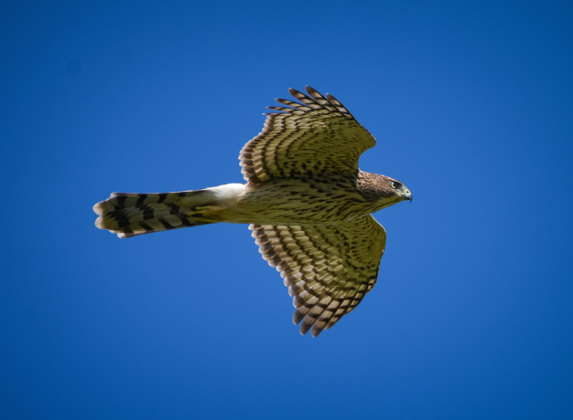 A Cooper's Hawk in flight against a blue sky.