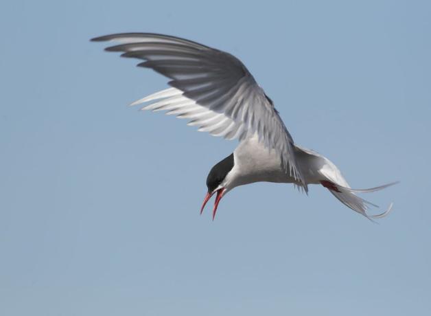 Arctic Tern in flight