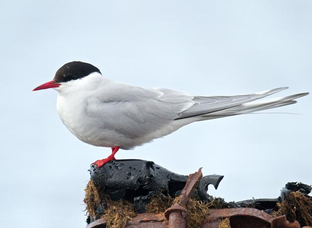 Arctic Tern