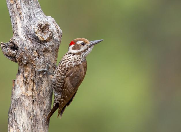 A brown and white woodpecker with a touch of red feathers atop his head clings to a vertical branch, and looks over his shoulder to the viewer's right.