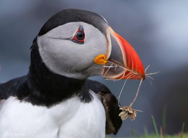 Close up view of Atlantic Puffin in profile, its round head with white face and black cap, and colorful large broad short beak in bands of black, yellow, and orange, holding a flower by its stem.