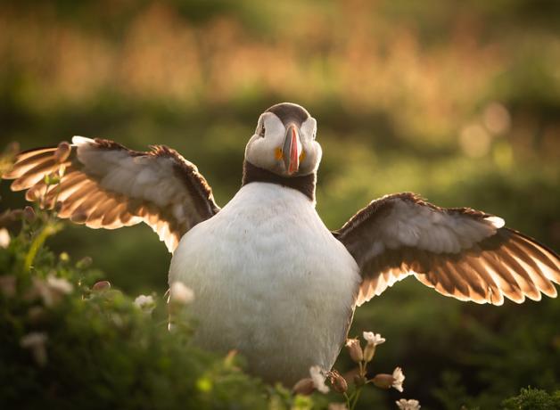 Atlantic Puffin lit by sunlight and facing camera, holding its wings out from its round white body.