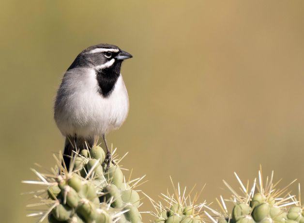 A Black-throated Sparrow perched atop a cactus.