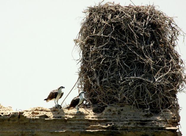 Two Osprey stand next to a towering stick nest several times taller than the standing birds.