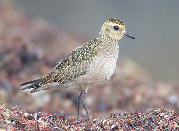 An American Golden-Plover in nonbreeding plumage on the beach.