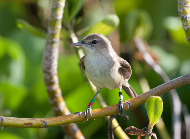 An ulūlu perches on a branch