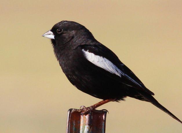 A male Lark Bunting in breeding plumage standing in profile, with mostly black feathers except for a white patch on the wing.