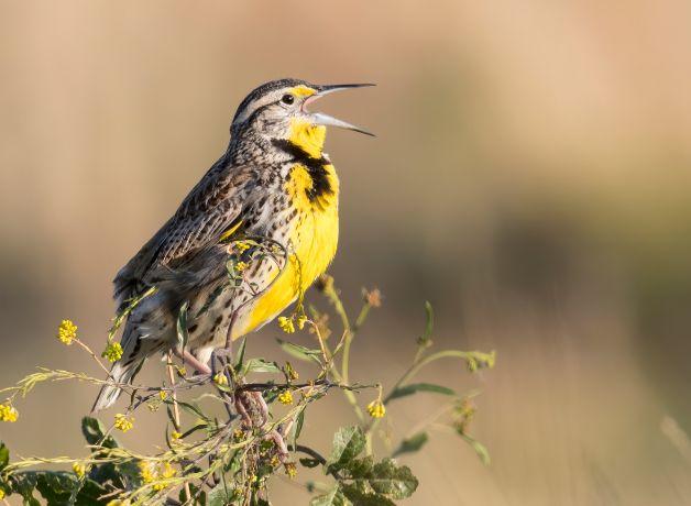 A Western Meadowlark singing from a leafy branch.