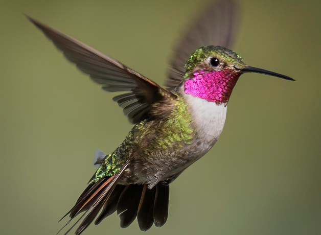 A male Broad-tailed Hummingbird in flight displaying his iridescent magenta throat patch