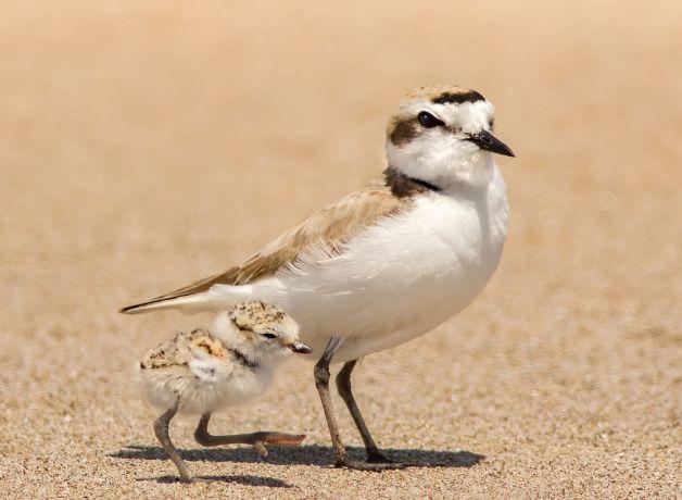 A Snowy Plover adult and chick walking across a sandy background.