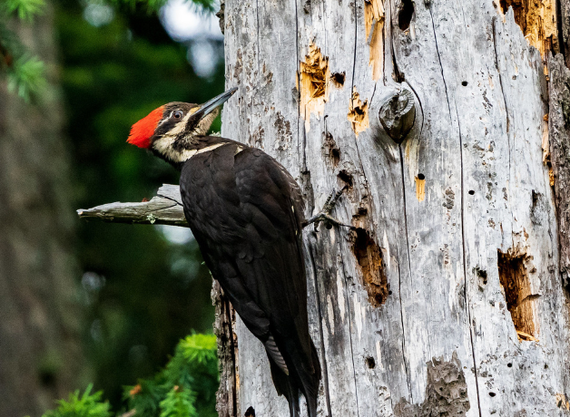 A Pileated Woodpecker perched on the side of a dead tree with many holes