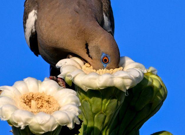 A White-winged Dove with its face in the white, pollen-rich flower of a Saguaro Cactus.