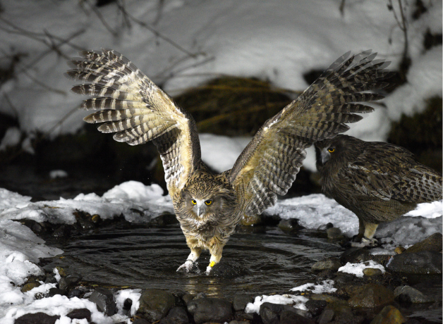 A Blakiston's Fish-Owl catching a fish in a stream with wings spread