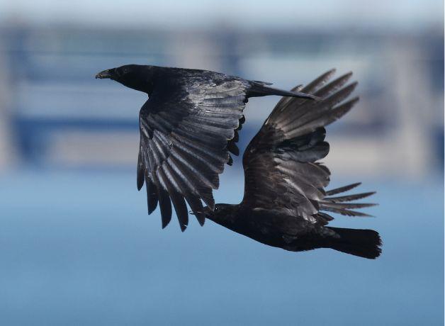 Two Fish Crows flying over water against a city in the background.