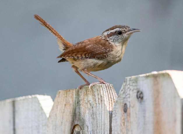 A Carolina Wren perches on a fencetop with tail cocked.