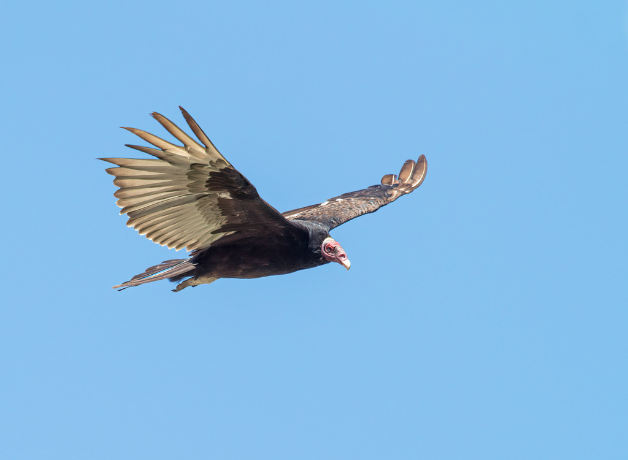 A turkey vulture in flight against a blue sky