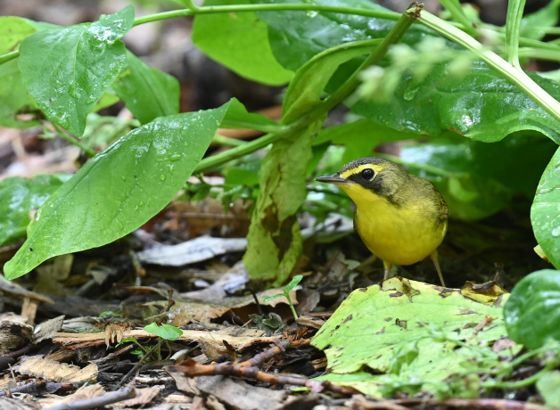 A yellow, olive, and black colored Kentucky Warbler standing on the ground beneath green leaves.