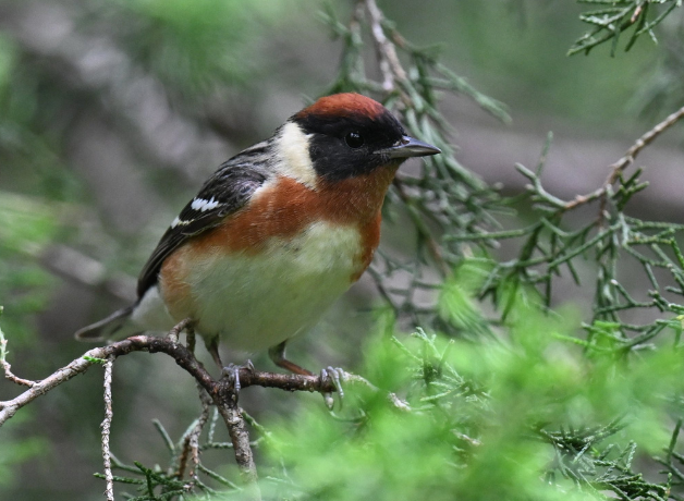 A male Bay-breasted Warbler perched with green foliage in the backgound.