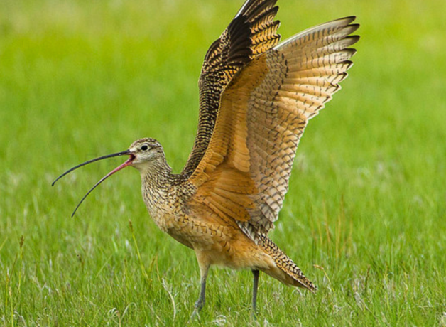 Un zarapito pico largo (Numenius americanus) de pie en la hierba verde con alas abiertas.