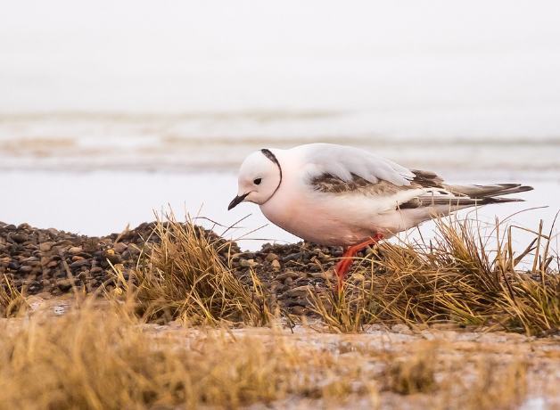 A Ross's Gull walking on yellowing grass against a bright background