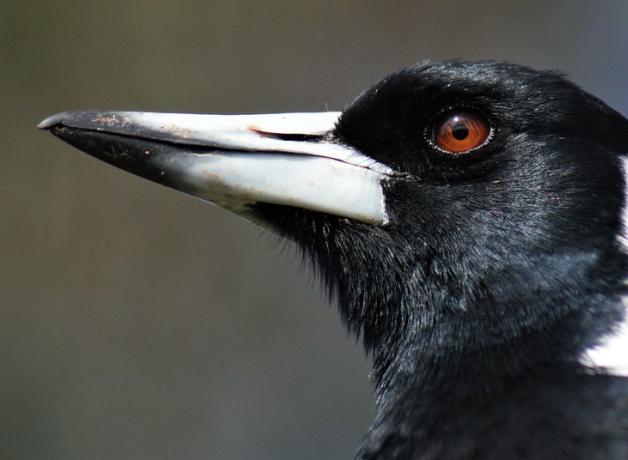 Australian Magpie