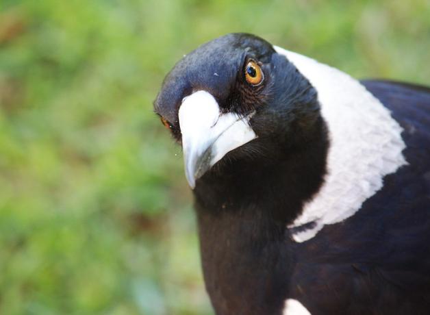 Closeup look at a male Australian Magpie as he cocks his head looking at the camera. He's black with a white collar and beak, with yellow orange eye.