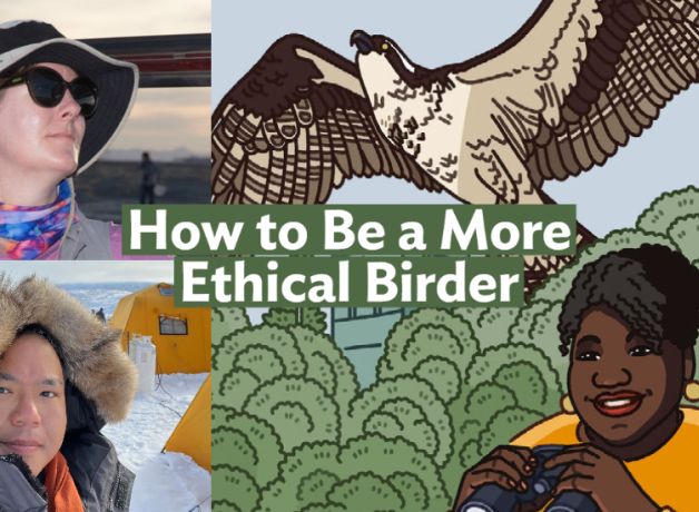 A graphic with the Bring Birds Back artwork on the right side, a headshot of Martha Harbison in the top-left corner, and a photo of David Lei in the bottom-left corner.