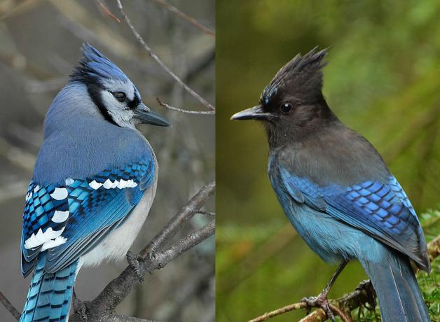 Blue Jay left, by Tom Robbins; Steller's Jay right, by Jacob McGinnis